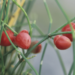 Ефедра китайська (1 шт.) / Ephedra sinica (Ma huang)